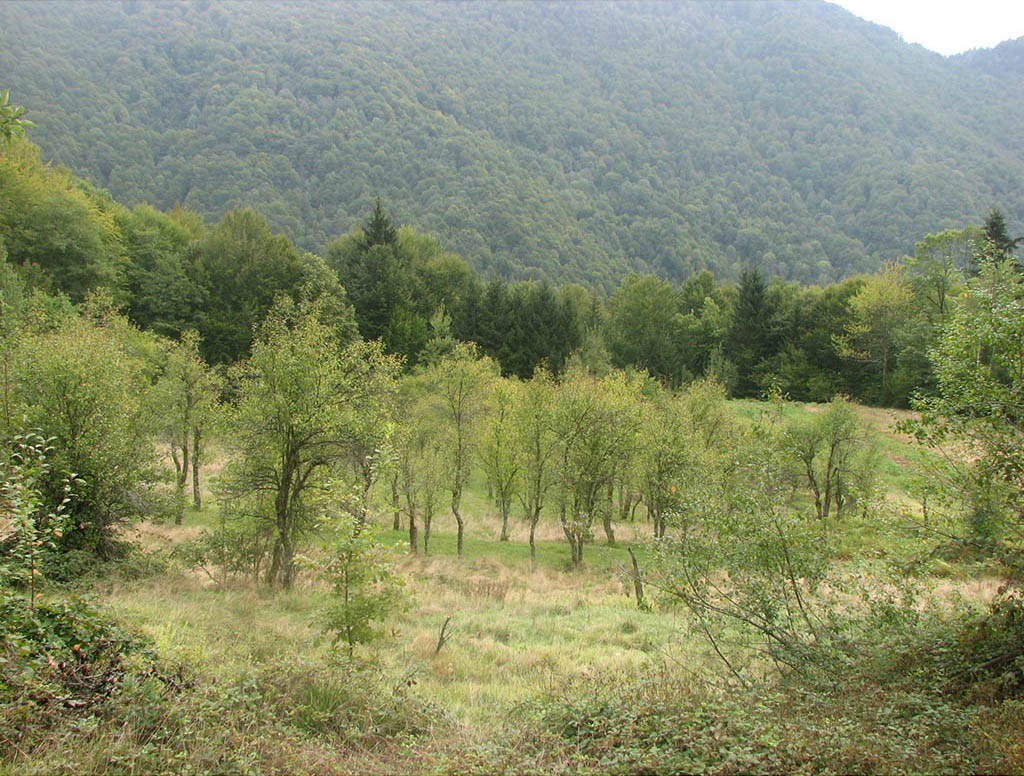 Travniški sadovnjaki