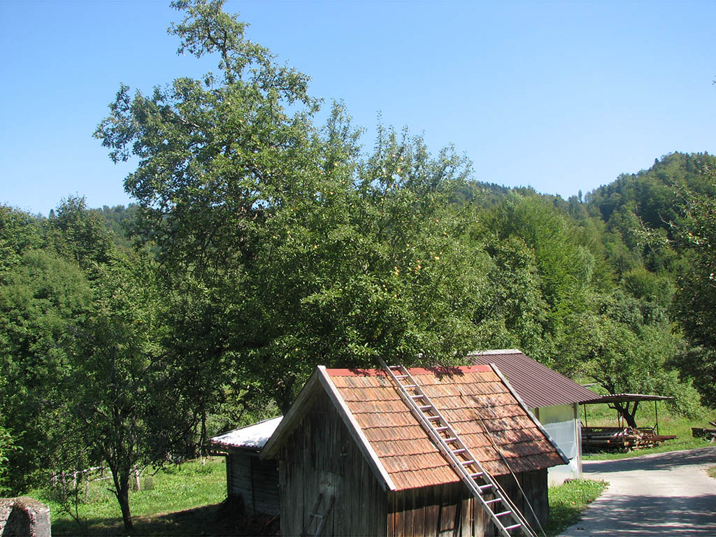 Travniški sadovnjaki